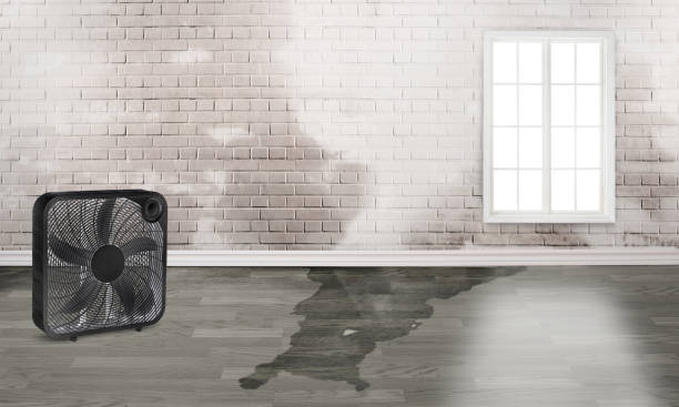 Best Carpet water damage restoration  in Hanover, MN